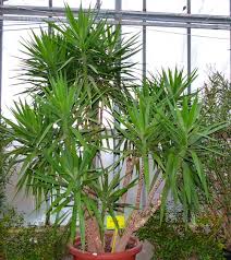 Suggerimenti per il giardinaggio di maggio: Yucca Agavaceae Come Curare Coltivare E Far Fiorire Le Piante Di Yucca
