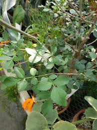 Image result for Commiphora caerulea