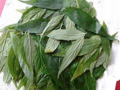 During the daytime, grass snakes need an ambient temperature of 70° to 75° f. Truly Herb Truly Herb Profile Pinterest