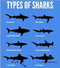 Megalodon Jaws In Comparison To The Largest Great White Description From Pinterest Com I Searched For This On Bing Com Imag Types Of Sharks Shark Facts Shark