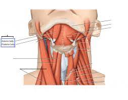 New blood cells are produced by the red bone marrow inside of our bones. Neck Muscle Labeling Quiz