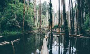 With the destruction of the flamingo lodge, there is no lodging within everglades national park proper unless you count your tent as lodging. Everglades National Park Tours Things To Do Lodging Hotels