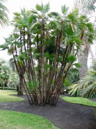 Image result for Acoelorrhaphe wrightii