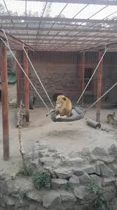 На каких животных можно будет посмотреть. Harkovskij Zoopark Harkov Otzyvy Adres Kak Doehat