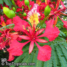 Image result for Delonix