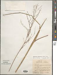 Image result for Digitaria diagonalis