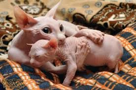 See more ideas about cats, hairless cat, sphynx cat. These Guys Would Not Make It In Minnesota Burrrrrr I Would Have To Knit A Coat For Them And Line It With Flan Baby Animals Pictures Hairless Cat Baby Animals