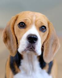 The Expression Tough Person With A Heart Of Gold Is Possibly The Best Description One Can Provide Rottweilers Like Any Oth In 2020 Cute Dogs Dog Training Beagle Dog