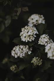 How To Keep Your White Hydrangeas White Instead Of Pink, Blue, Or Green -  Rootingforblooms.com
