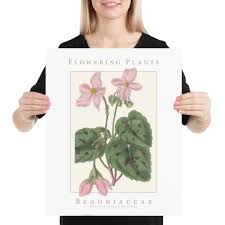 Image result for Begoniaceae