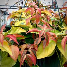 Image result for Pereskia aculeata