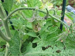 The tomato hornworm is one hungry caterpillar! Youtube How To Find Tomato Hornworms Gardenerd