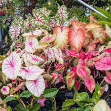 Image result for Caladium
