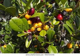 Image result for Diospyros ferrea
