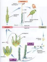 Open and save your projects and export to image or pdf. Anatomy Of Plants