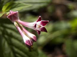 Image result for Loganiaceae