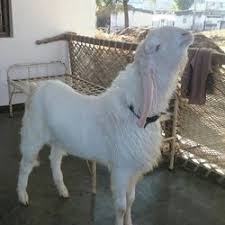 Sojat & sojat haydrabadi cross breede at khan goats farm pipar jodhpur rajasthan. Goat At Rs 100000 Piece Bakri Bakra Goat Farming Baby Goat Farm Goat Sirohi Goat Farm Himatnagar Id 14278242055