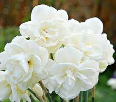 Narcissus Rose Of May White Flower Farm Daffodils Flowers