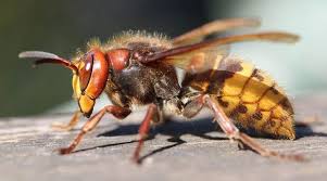Amazon advertising find, attract, and Murder Hornet Claims First Victim In Spain In Recent Times 54 Year Old Man Dies After Being Stung On Eyebrow By The Asian Giant Hornet Latestly