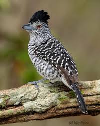 Image result for Lagenaria rufa