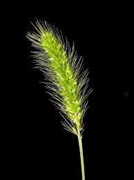 Image result for Setaria