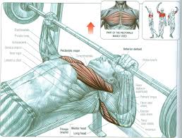 Arm Pit Bench Press Chest Muscles Exercise Benches