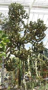Image result for Euphorbia transvaalensis