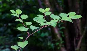 Image result for Lippia woodii