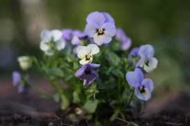 Image result for Viola abyssinica