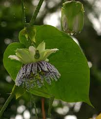 Image result for Passiflora ligularis