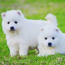 pin on puppies