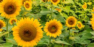 Towering heirloom is one of the oldest, most beloved sunflower varieties. How To Roast Sunflower Seeds Archives This Is My Garden