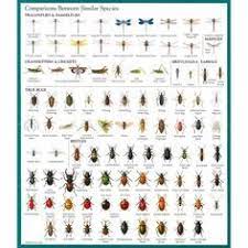 They can infest crops from flowering onwards, Insect Identification Chart Insect Identification Bug Identification Garden Pests Identification