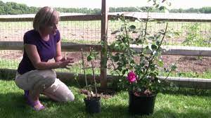About press copyright contact us creators advertise developers terms privacy policy & safety how youtube works test new features press copyright contact us creators. How To Grow And Care For Clematis Step By Step Gardening Youtube