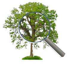 Family Tree Analyzer 5.3.1.2