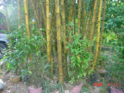 Contoh menentukan gagasan utama atau gagasan pokok. Spesis Pokok Buluh Di Malaysia