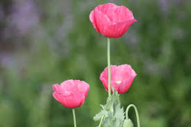 Pin On Jardin