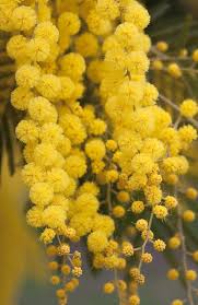 Image result for Mimosa