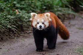 Maybe you would like to learn more about one of these? Kleine Pandas Wikipedia