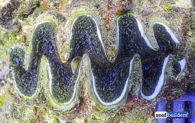 Image result for Tridactyle virginea