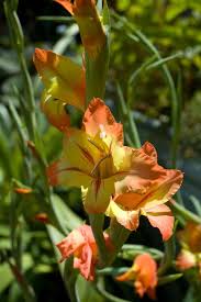 Image result for Gladiolus dalenii