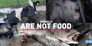 This page is about the various possible meanings of the acronym, abbreviation, shorthand or slang term: Cows Chickens Fish And Other Animals Used For Food Peta