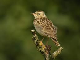 En comparaison, ses ailes sont plus larges et plus arrondie. What Is Alouette In Portuguese Alouette Tradukka