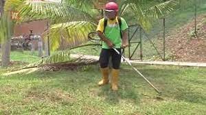 The official mesin potong rumput gp twitter account. Potong Rumput Tambah Duit Poket Youtube