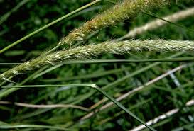 Image result for Cenchrus macrourus