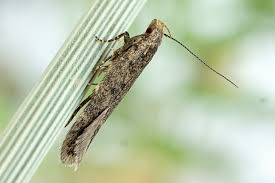 Image result for Bryotropha senectella