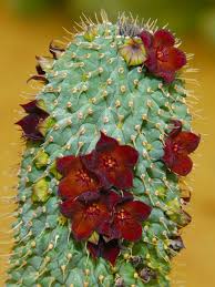 Most diet pills encourage the growth of muscle mass while reducing body fat. Hoodia Pilifera Hoodia Succulentopedia Succulents Cactiandsucculents Succulent Succulentplant Succulentplants Hoodia Cacti And Succulents Plant Fungus