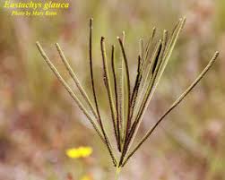 Image result for Eustachys