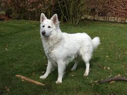Long Coat White German Shepherd Dog 3 Pets White Shepherd Dogs