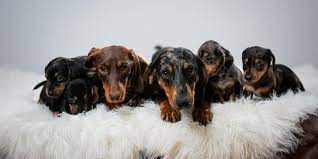 Dachshund Pregnancy Anything I Should Know Alpha Paw